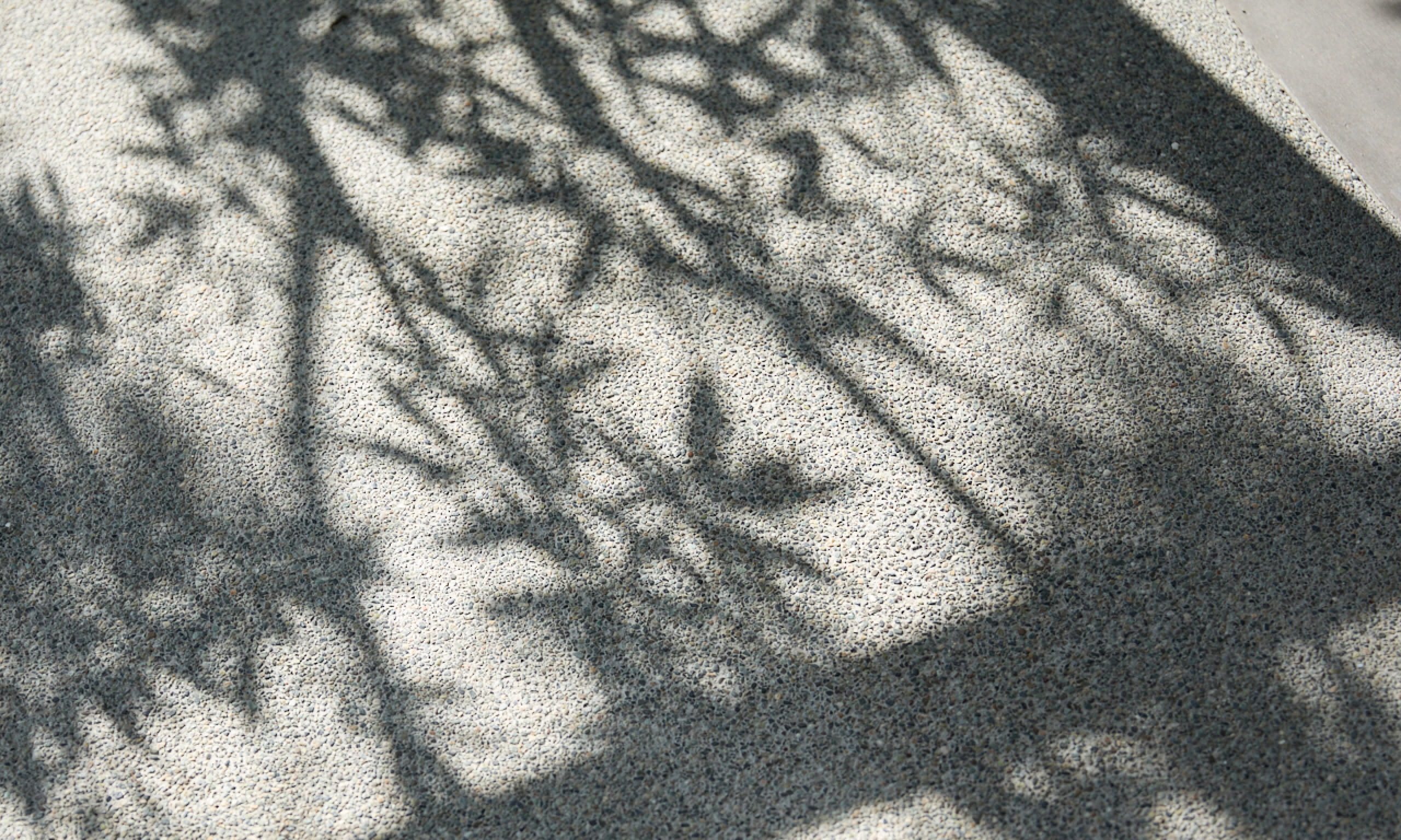 榎屋旅館敷地内の地面に木々の影が写し出されている様子