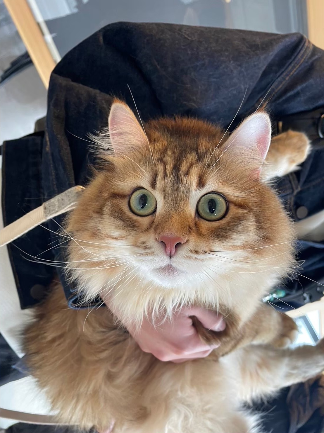 今日のニャンコのイメージ写真