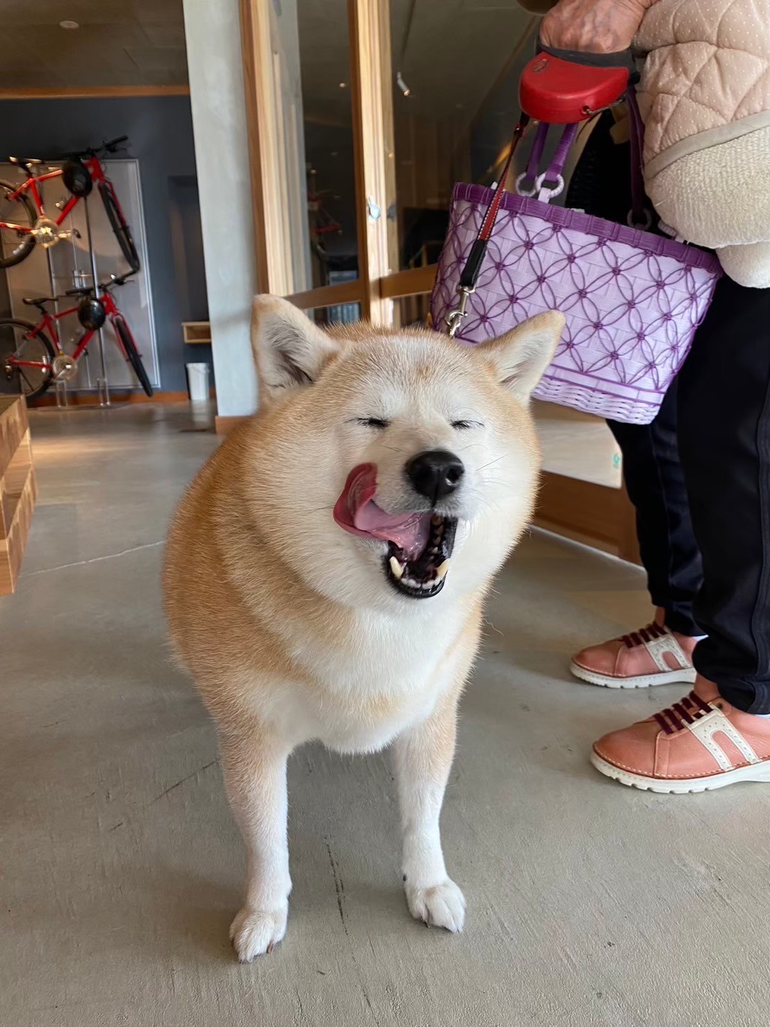 今日のワンコ